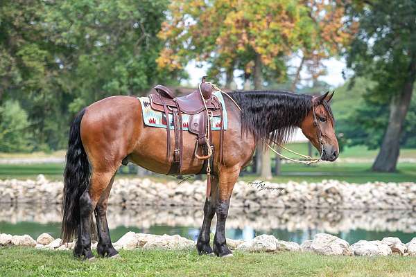 dressage-friesian-horse
