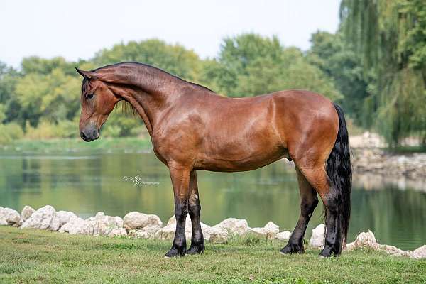 eventing-friesian-horse