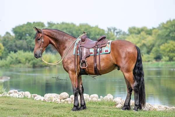 flashy-friesian-horse