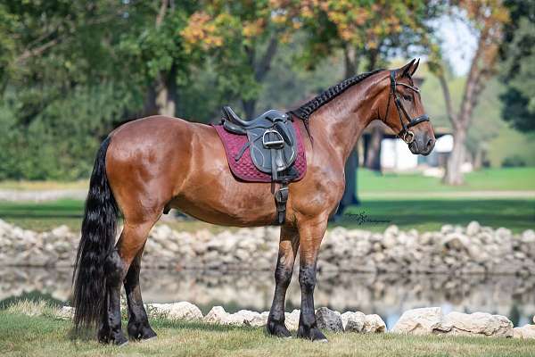 jumping-friesian-horse