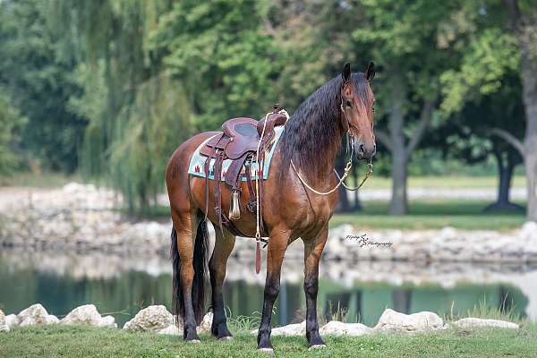 husband-safe-friesian-horse