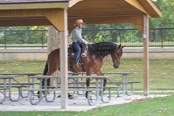 ridden-western-friesian-horse