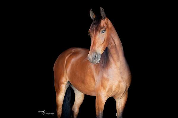 performance-friesian-horse