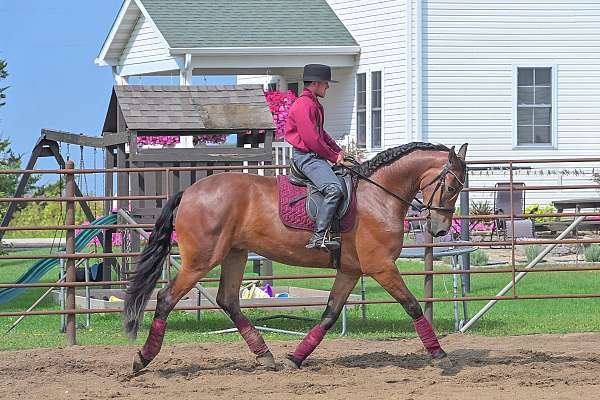 show-friesian-horse
