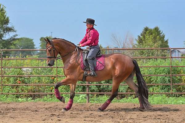sporthorse-friesian-horse