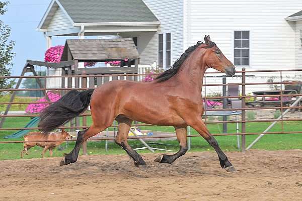 sport-friesian-horse