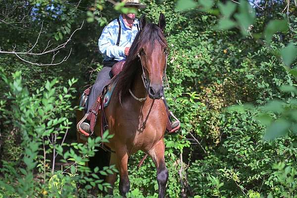 trail-friesian-horse