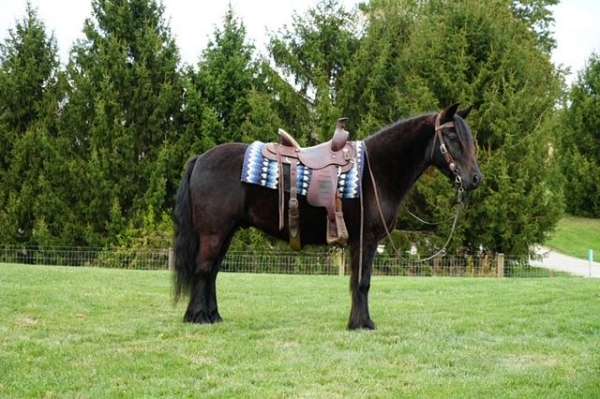 all-around-fell-pony