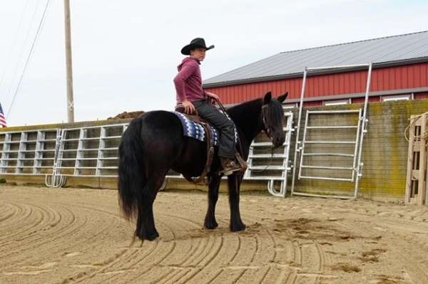 western-riding-fell-pony