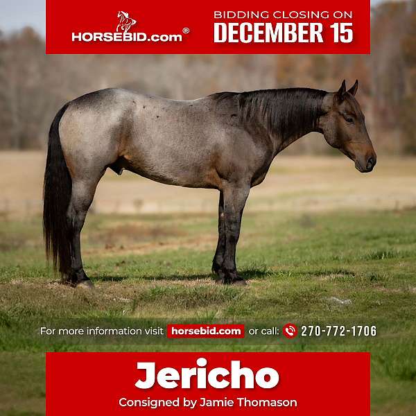 all-around-quarter-horse