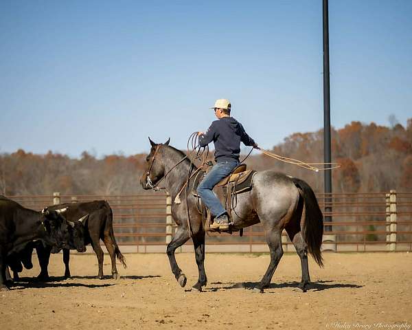 athletic-quarter-horse