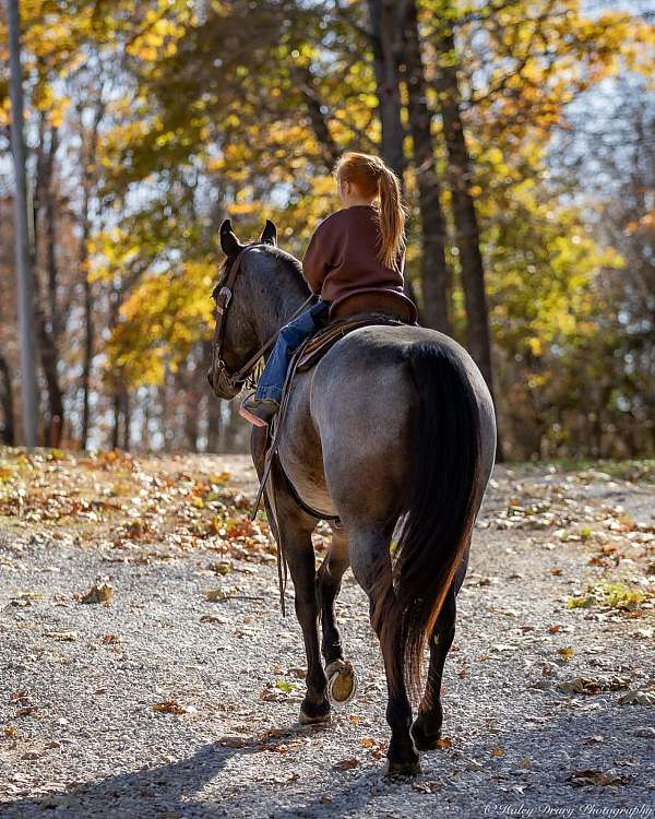 performance-quarter-horse