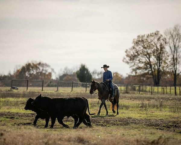 ranch-quarter-horse