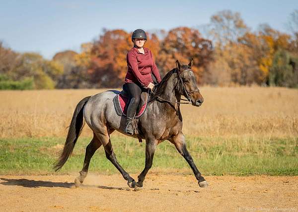 ranch-versatility-quarter-horse