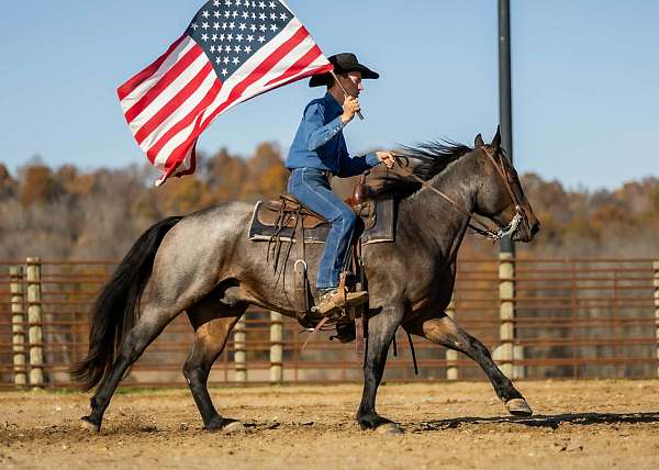 ridden-english-quarter-horse