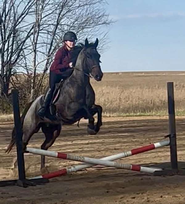 ridden-western-quarter-horse