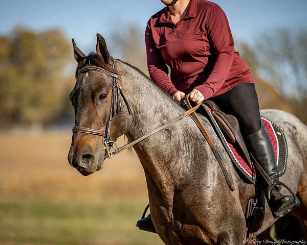 show-quarter-horse