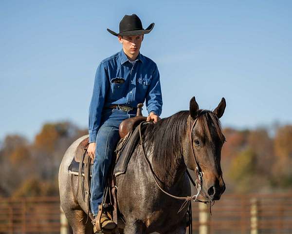 trail-quarter-horse