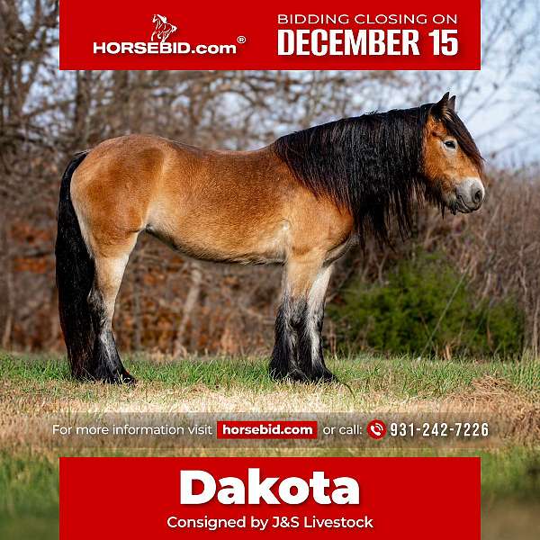 all-around-gypsy-vanner-horse
