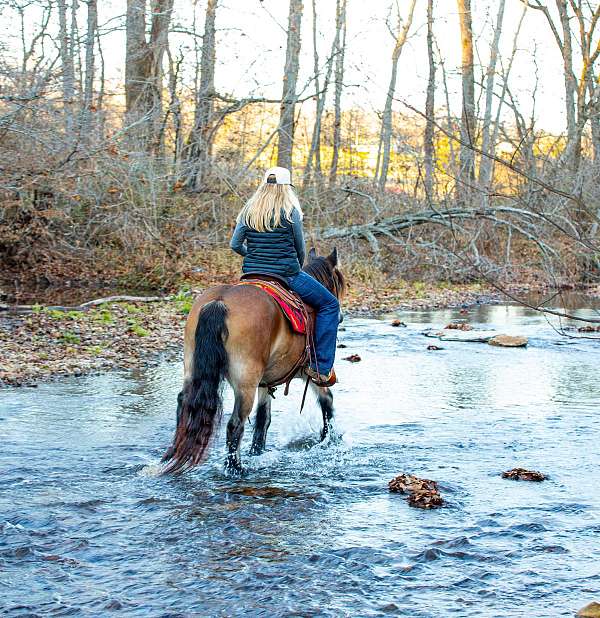 beginner-gypsy-vanner-horse