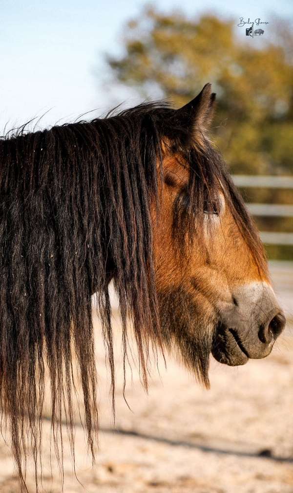 flashy-gypsy-vanner-horse