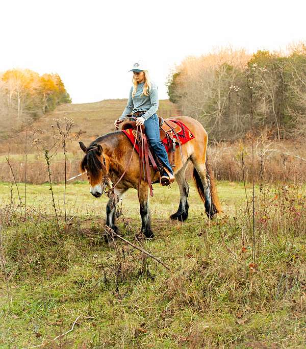 kid-safe-gypsy-vanner-horse
