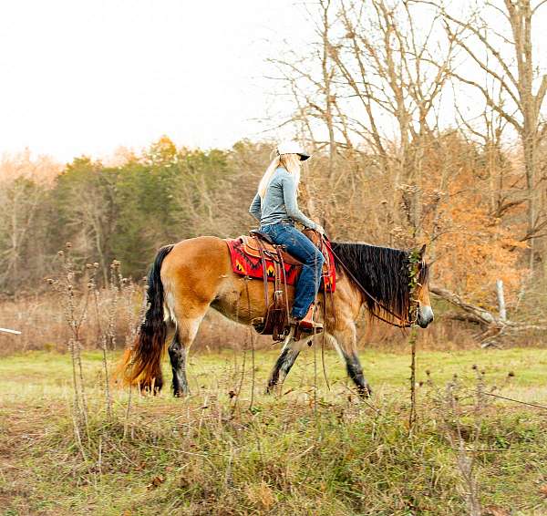 parade-gypsy-vanner-horse