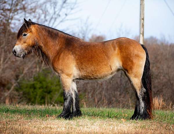 athletic-gypsy-vanner-horse