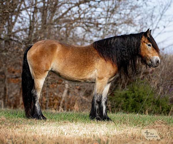 trail-gypsy-vanner-horse