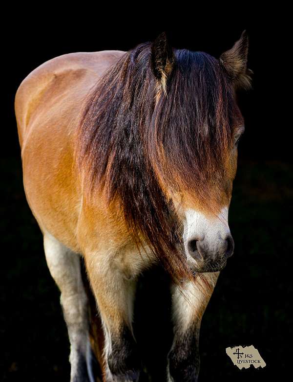 western-riding-gypsy-vanner-horse