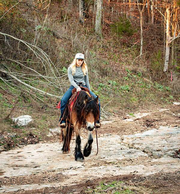 trail-riding-gypsy-vanner-horse