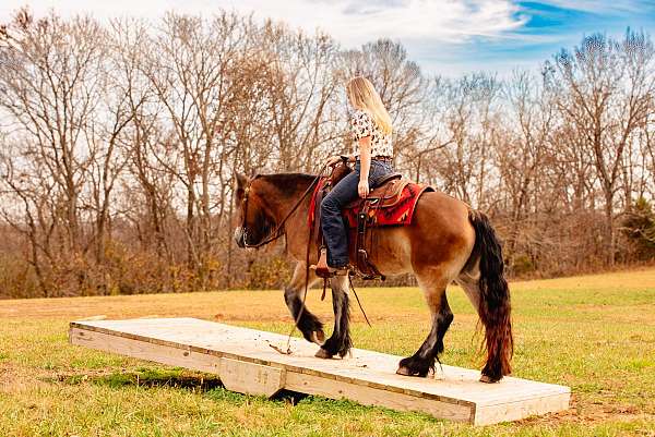 youth-gypsy-vanner-horse