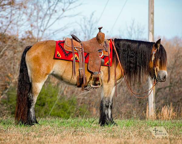 bay-gypsy-vanner-mare