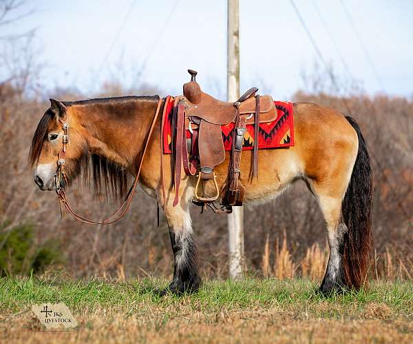 bay-all-around-horse