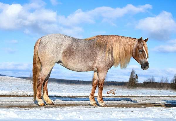 beginner-pony