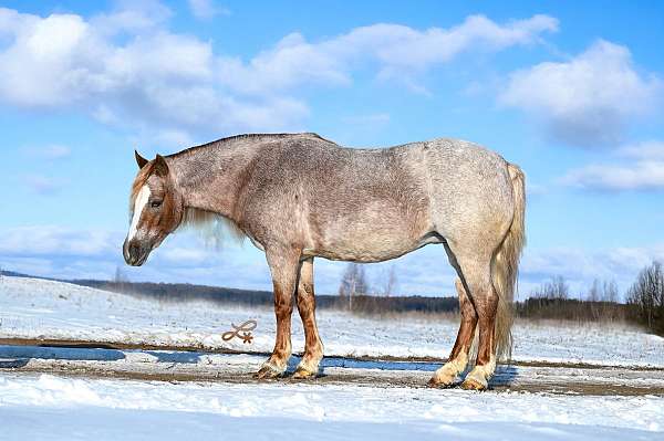 companion-pony