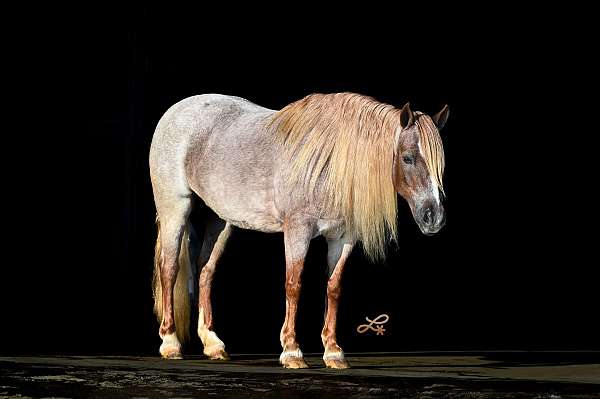 flashy-pony