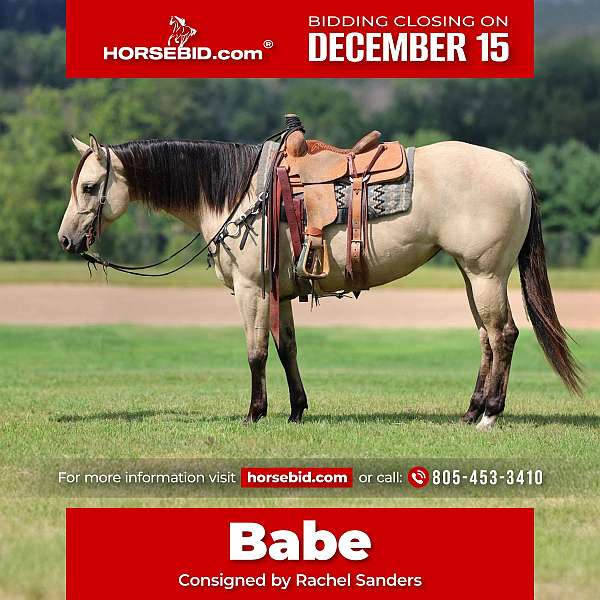 all-around-quarter-horse