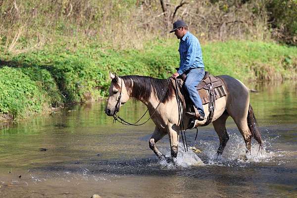 athletic-quarter-horse