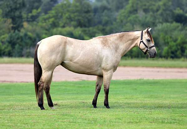 calf-roping-quarter-horse