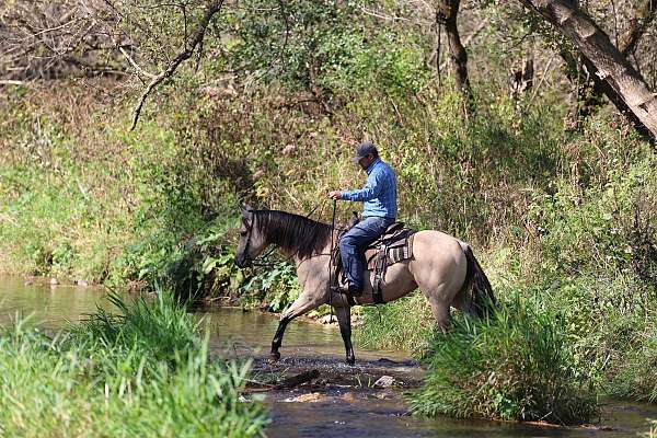 breeding-quarter-horse
