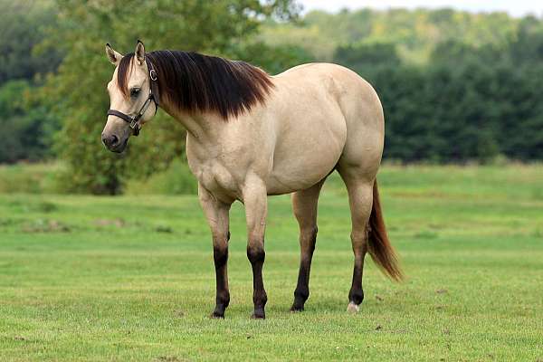 flashy-quarter-horse