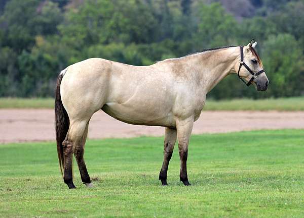 heading-quarter-horse
