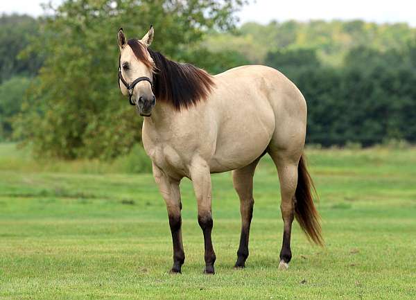 husband-safe-quarter-horse