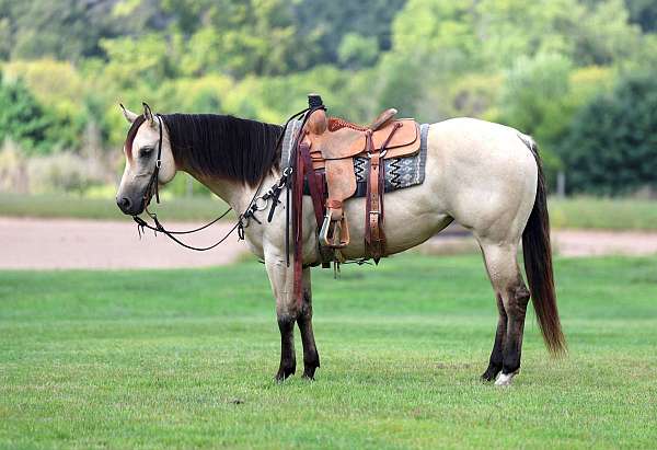 ranch-quarter-horse