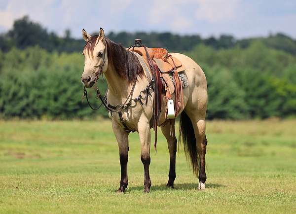 ranch-versatility-quarter-horse