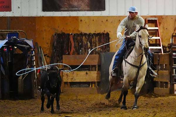 ranch-work-quarter-horse