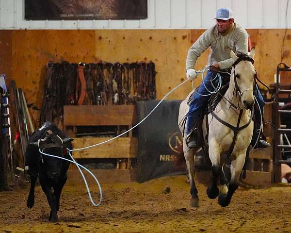 reining-quarter-horse