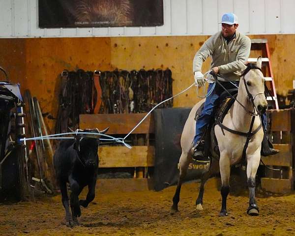 roping-quarter-horse