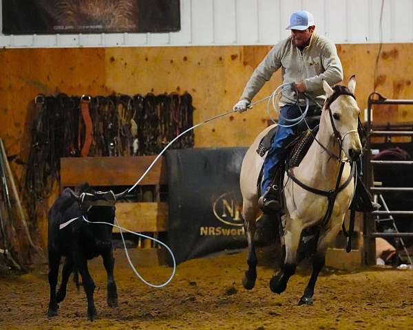 show-quarter-horse